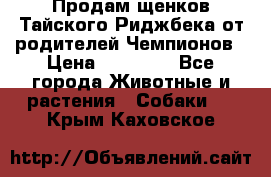 Продам щенков Тайского Риджбека от родителей Чемпионов › Цена ­ 30 000 - Все города Животные и растения » Собаки   . Крым,Каховское